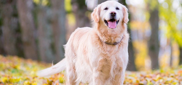 Прямошерстный ретривер: стандарты, содержание, здоровье и уход