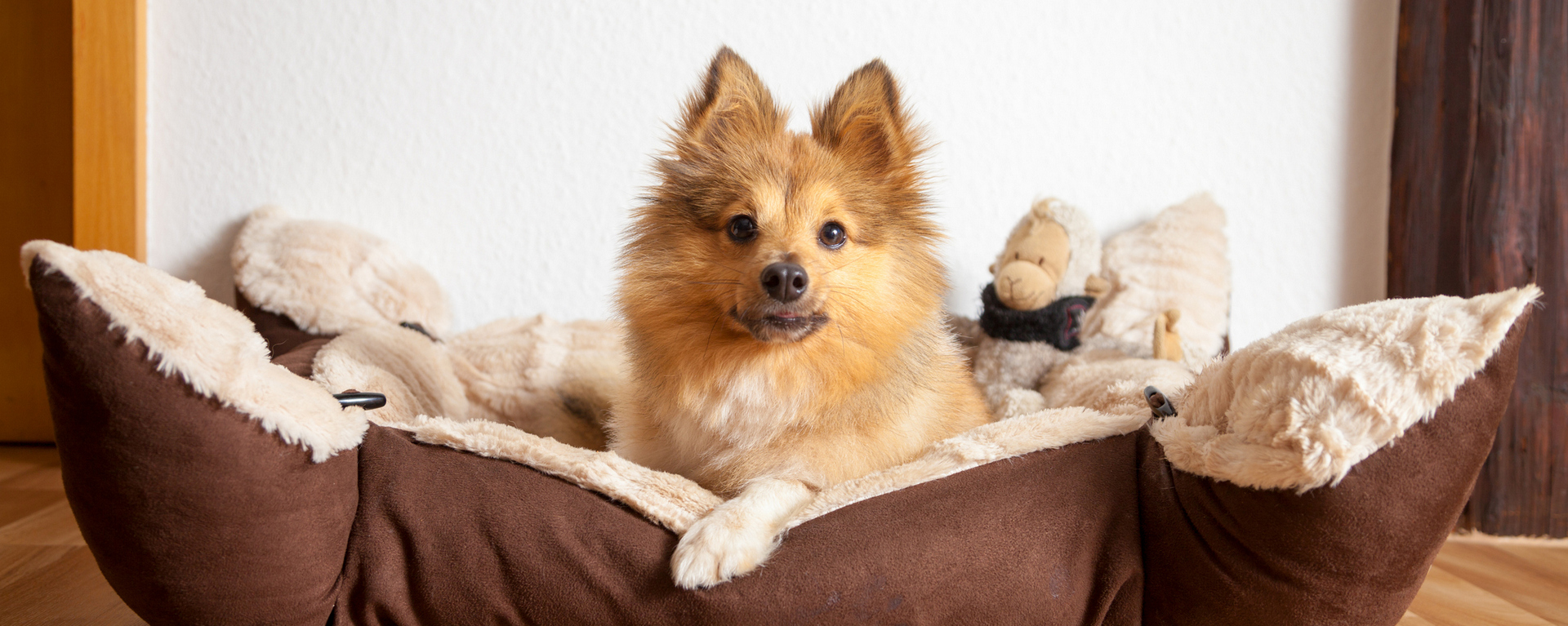 Причины и лечение рвоты у собак