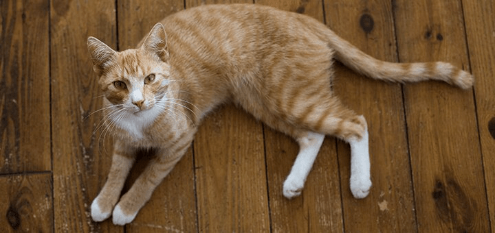 Сколько кот отходит от наркоза после кастрации