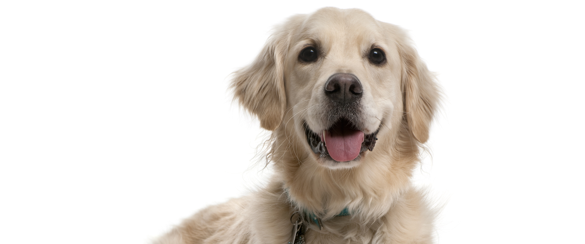 Пироплазмоз (бабезиоз) собак: симптомы, лечение, профилактика