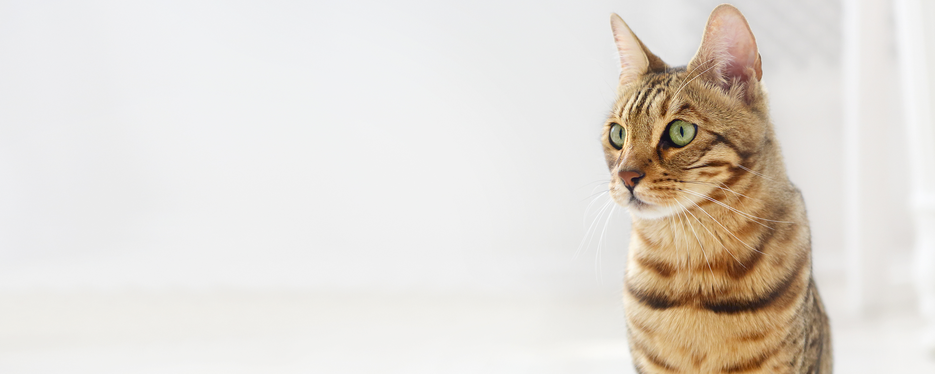 Как определить породу кошки по окрасу и внешним признакам