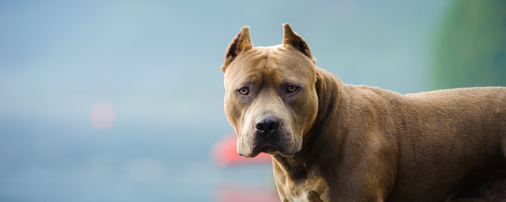 Питбуль - фото, характеристика породы, описание, цена щенка | Собаки породы питбуль