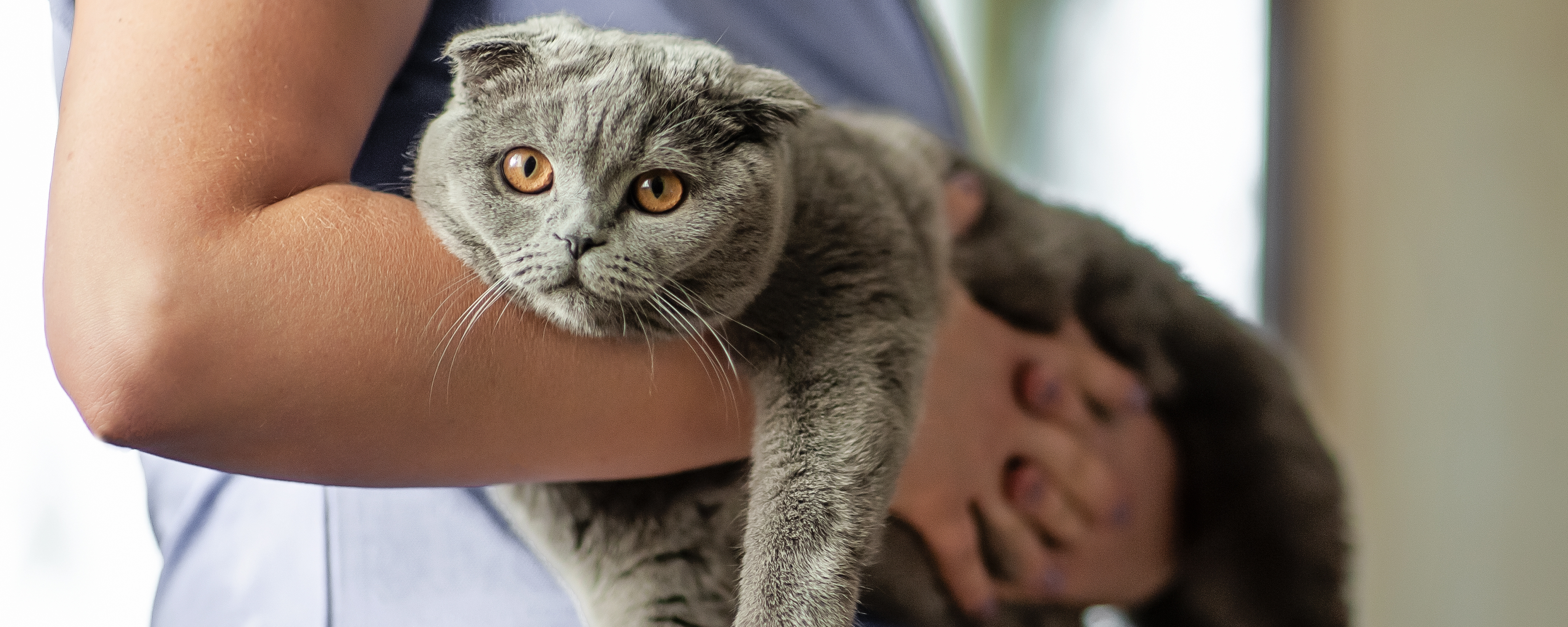 Чем лечить отит у кошек - симптомы у котов