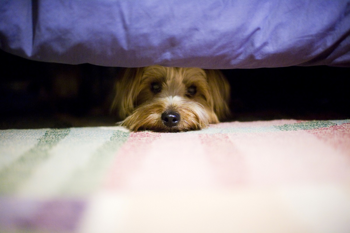 Почему собака прячется. Собака пол кровать. Собака под диваном. Щенок под диваном. Собака под кроватью.