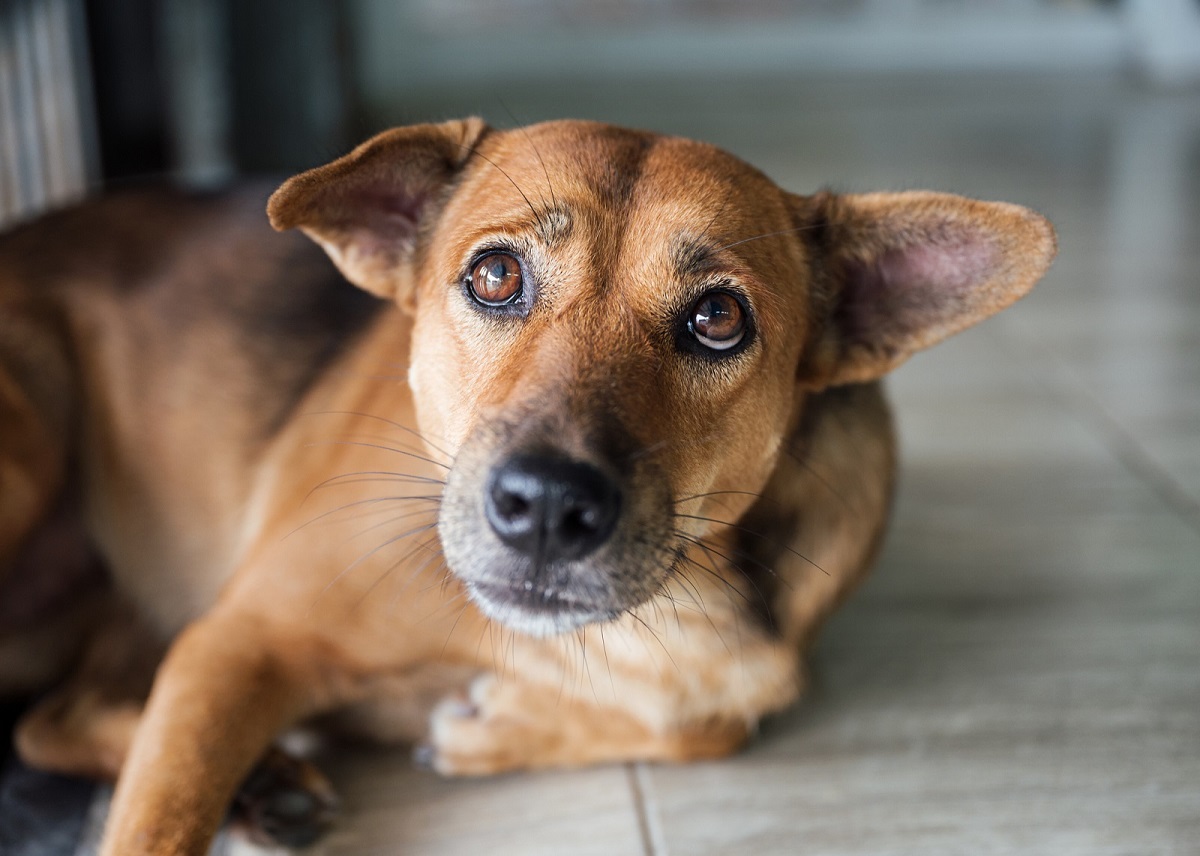 Профилактика и лечение демодекоза у собак: симптомы и методы борьбы с паразитом