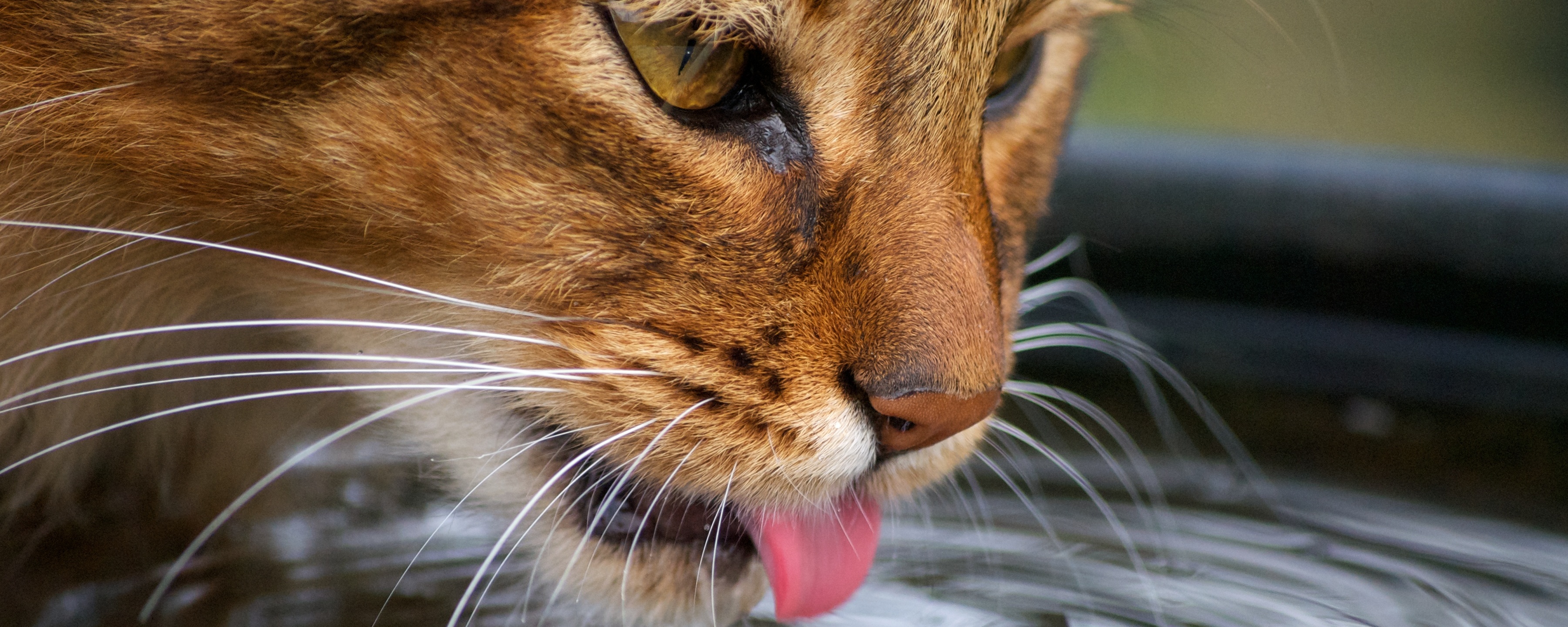 Кошка очень часто и много пьет воду – причины и действия