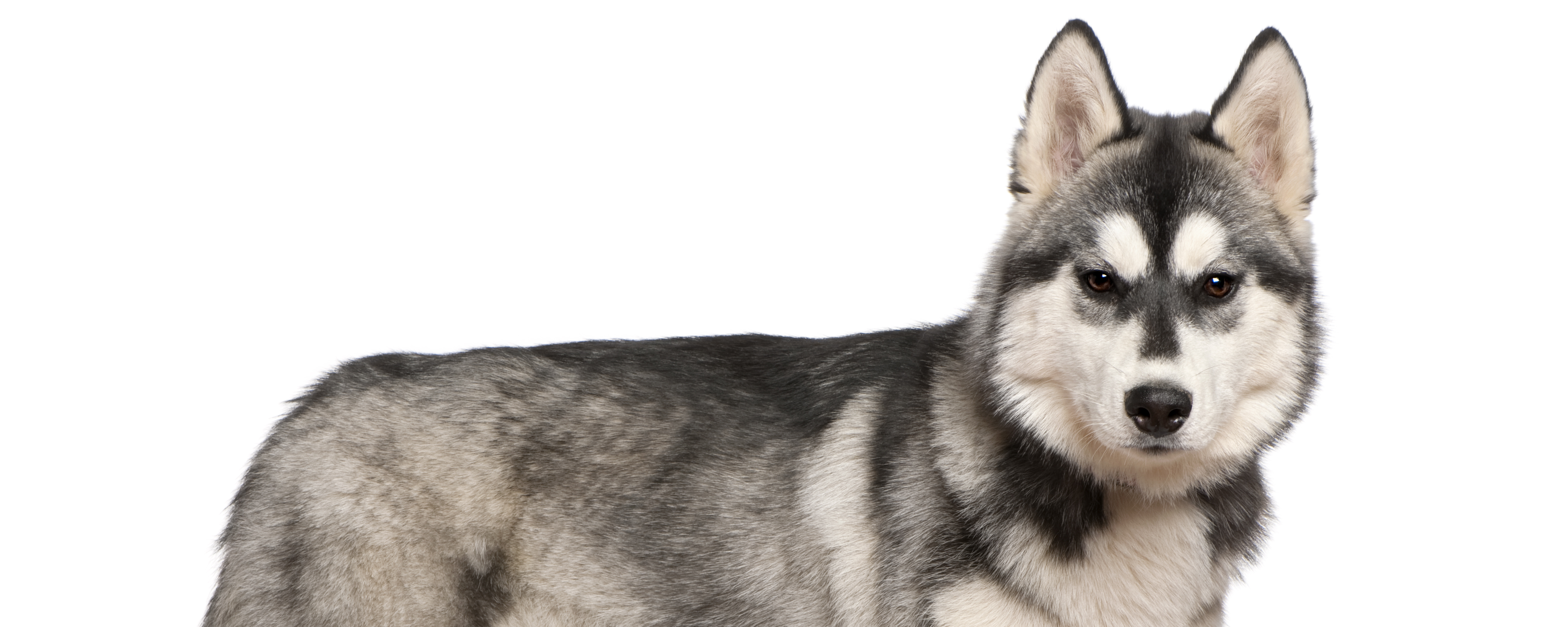 Дыхание и заболевания легких