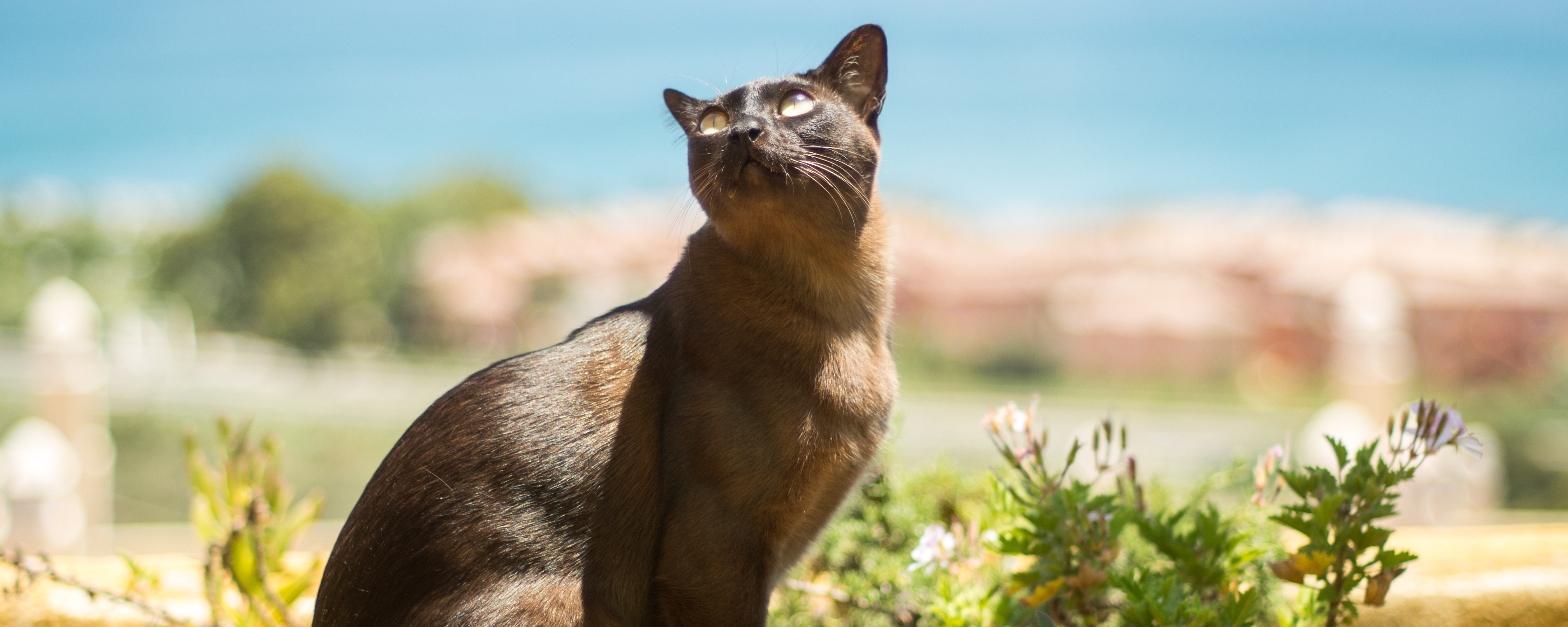 Чем кормить бурму - питание бурманских кошек