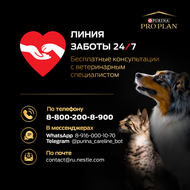 PRO PLAN® Senior 7+ MAINTENANCE для взрослых кошек старше 7 лет, с индейкой в соусе