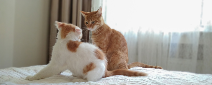 Как отучить кошку 🐈 сосать плед? - Мурчалкин Как отучить кошку 🐈 сосать плед? - Мурчалкин