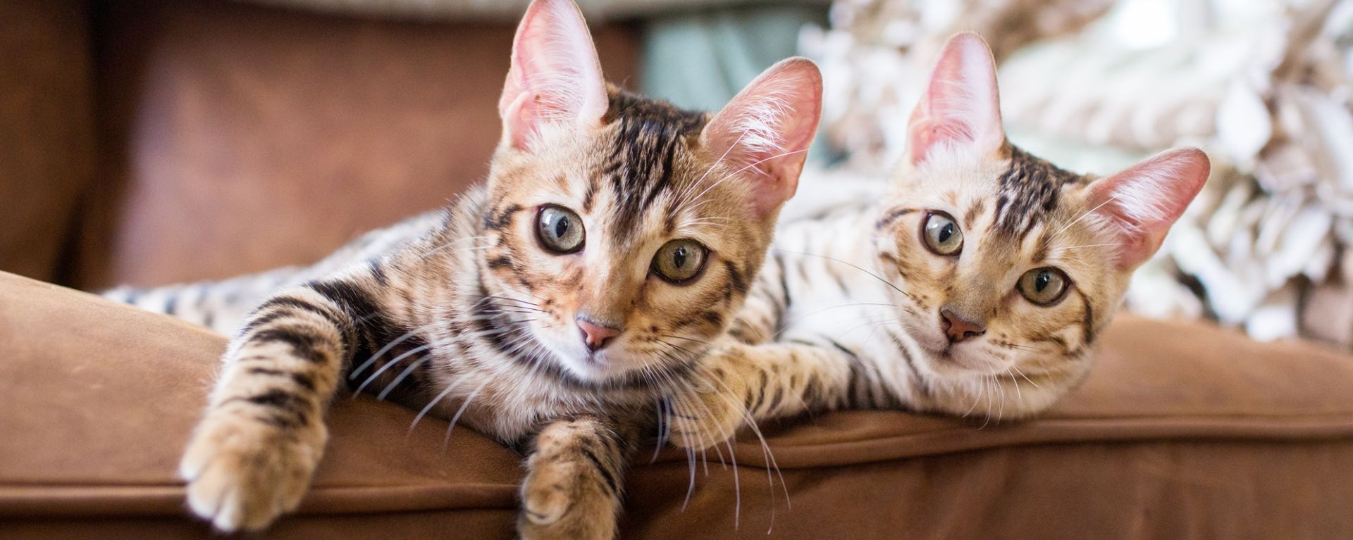Какие паразиты бывают у кошек?