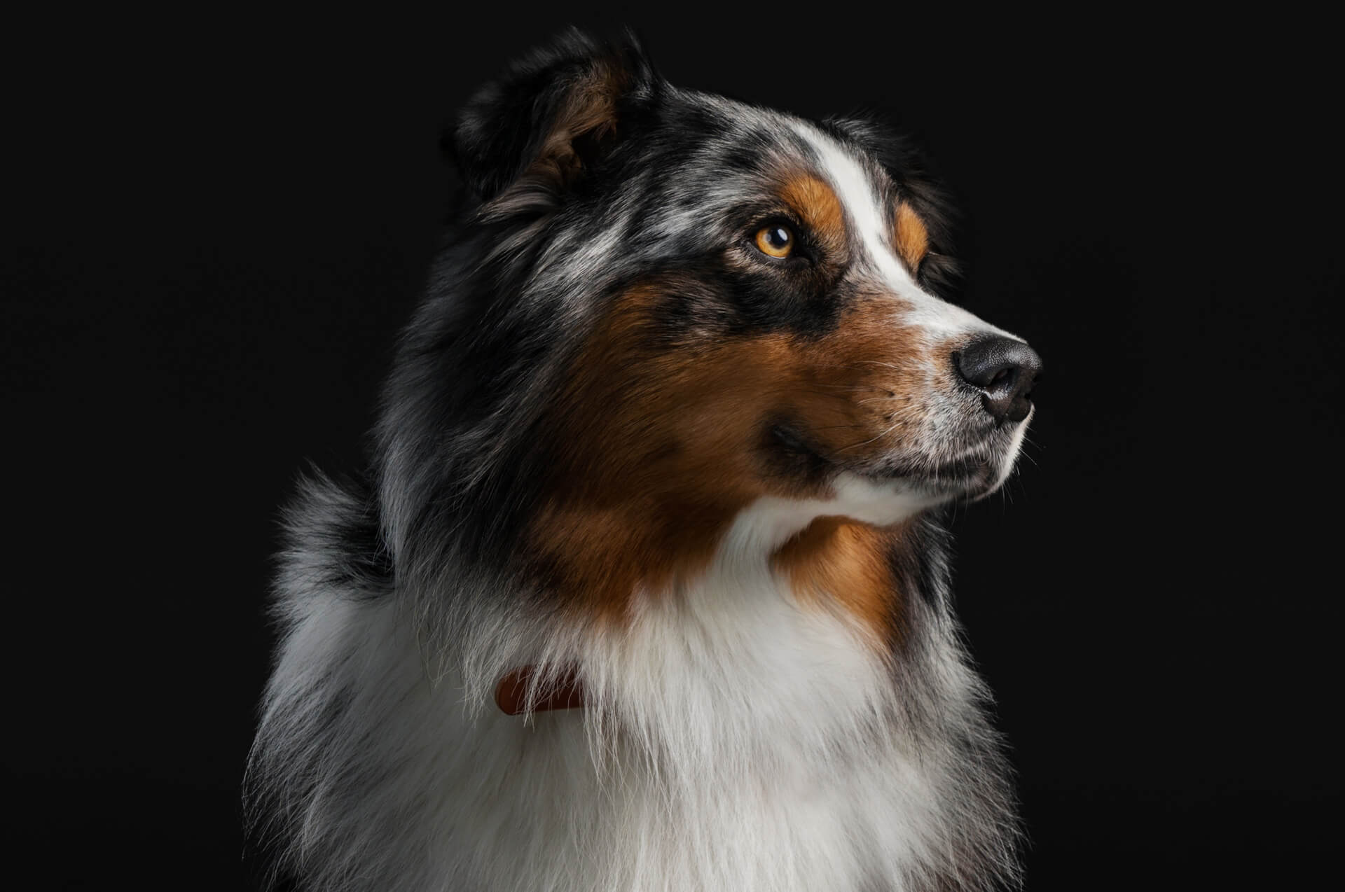 бордетеллез у собак