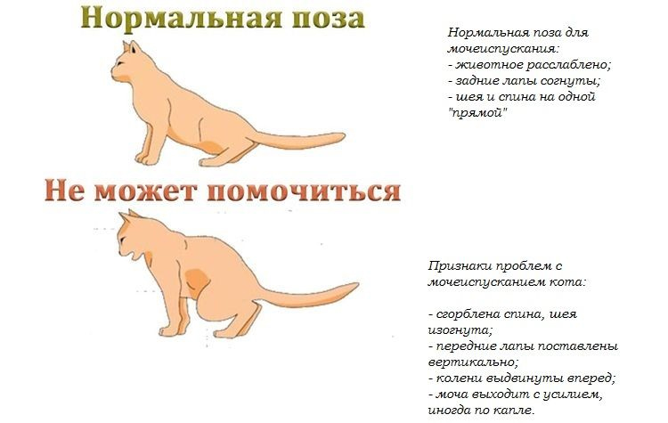 Почему кот не может сходить в туалет - как помочь кошке