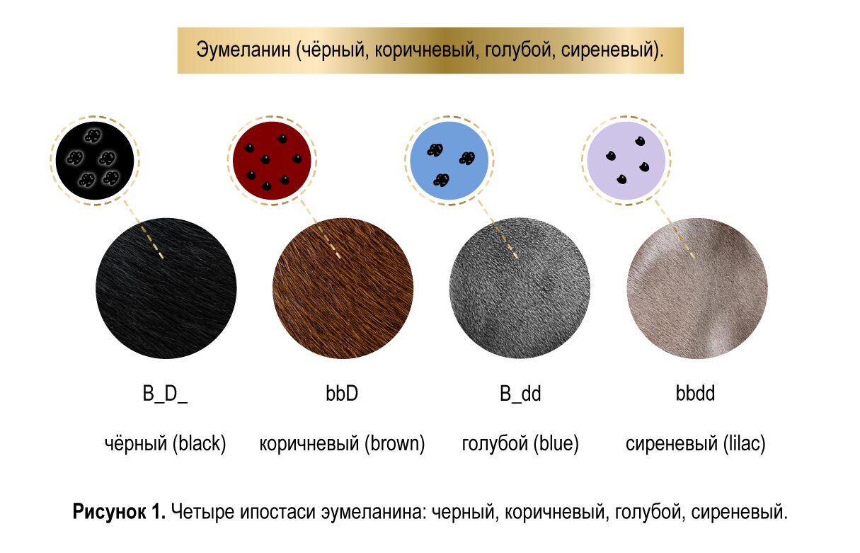Четыре ипостаси эумеланина