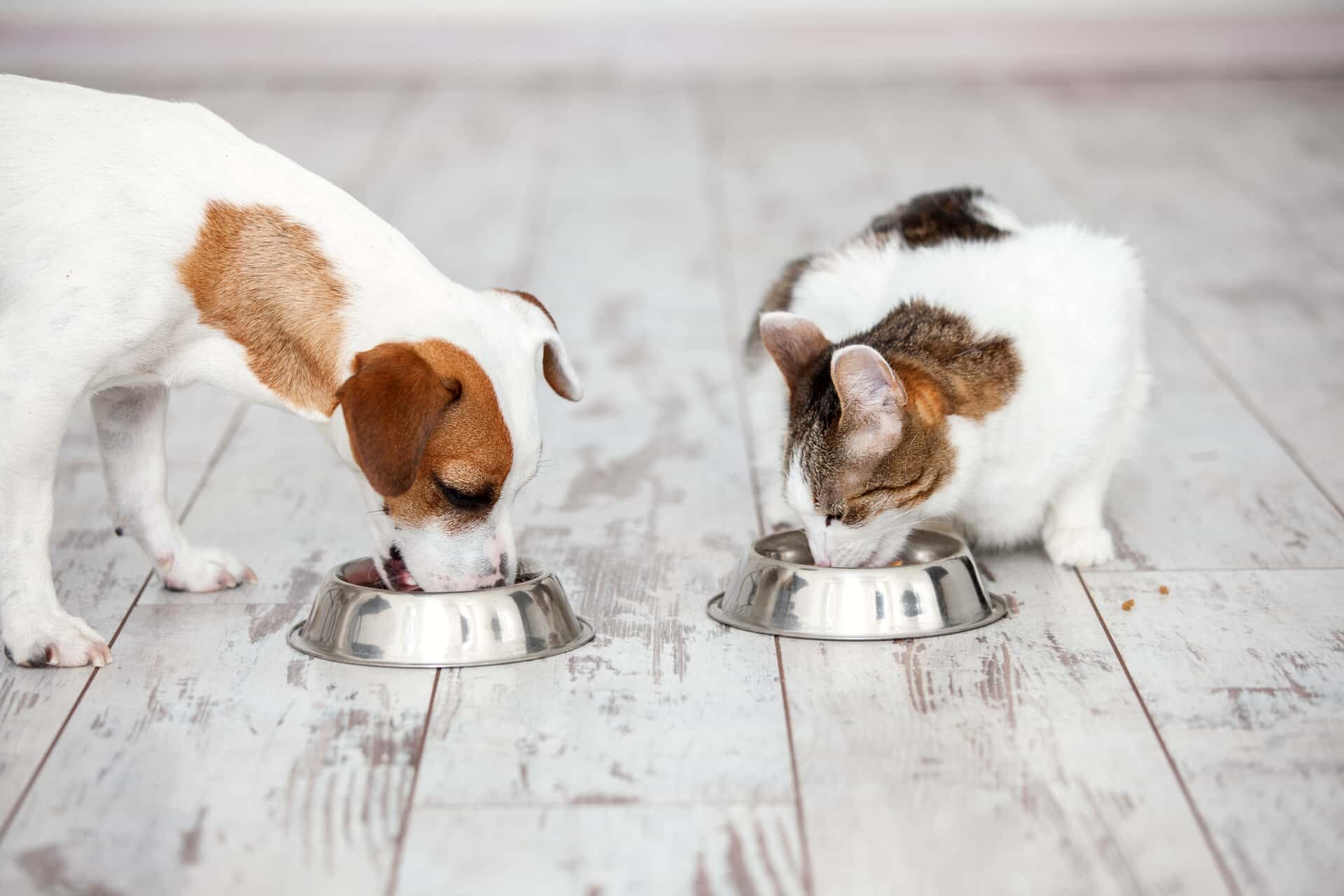 Кошка и собака едят из мисок