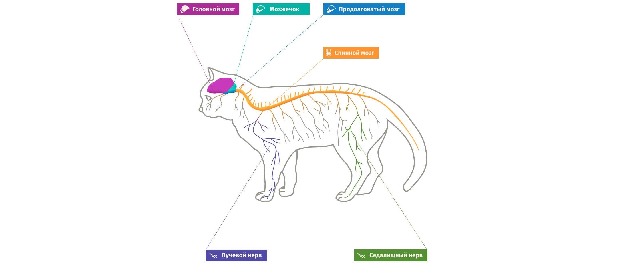 нервная система кошки