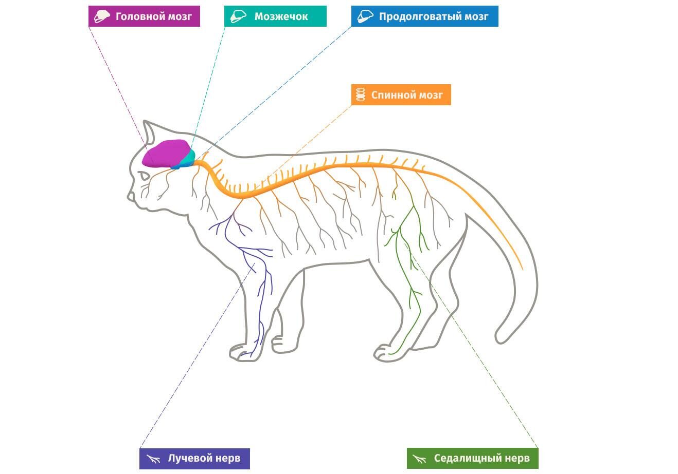 Нервная система кошек: основные отделы и рефлексы | PRO PLAN
