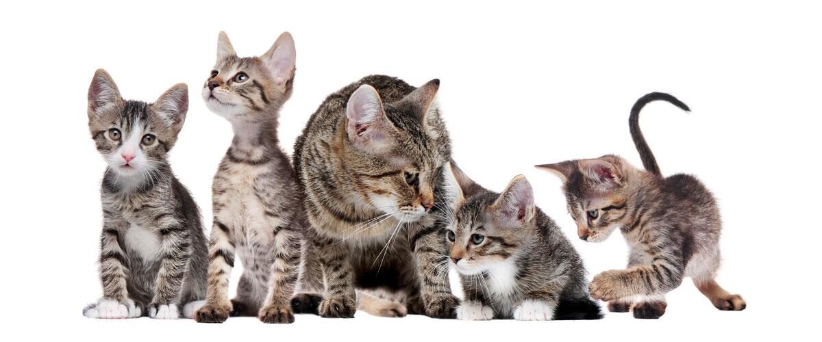 Инбридинг у кошек, или родственное спаривание | PRO PLAN