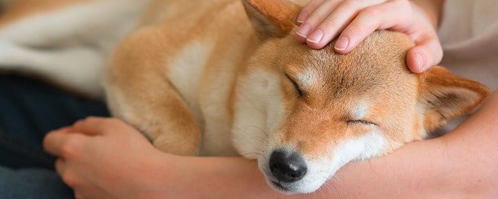 Основные факторы и профилактика мастита у собак