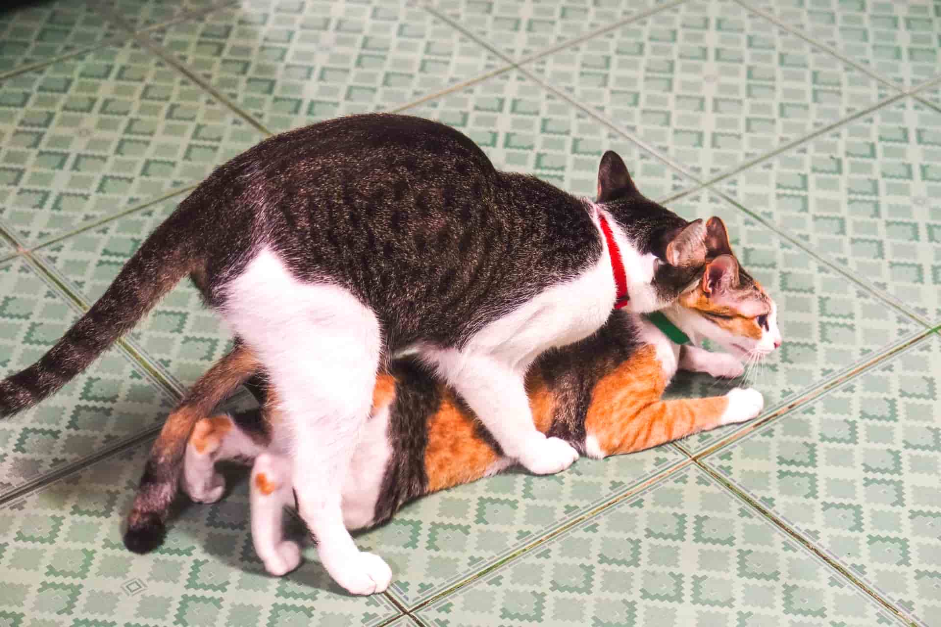 Процесс вязки кота и кошки