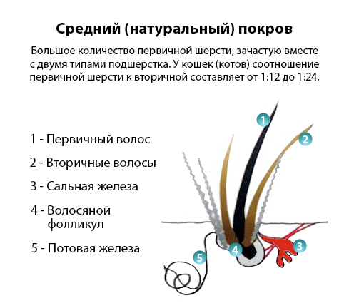 Анатомия и физиология шерсти кошек