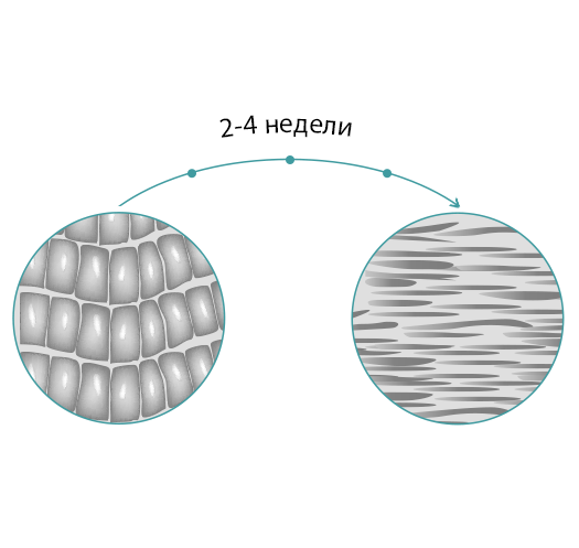 Жизненный цикл эпидермиса