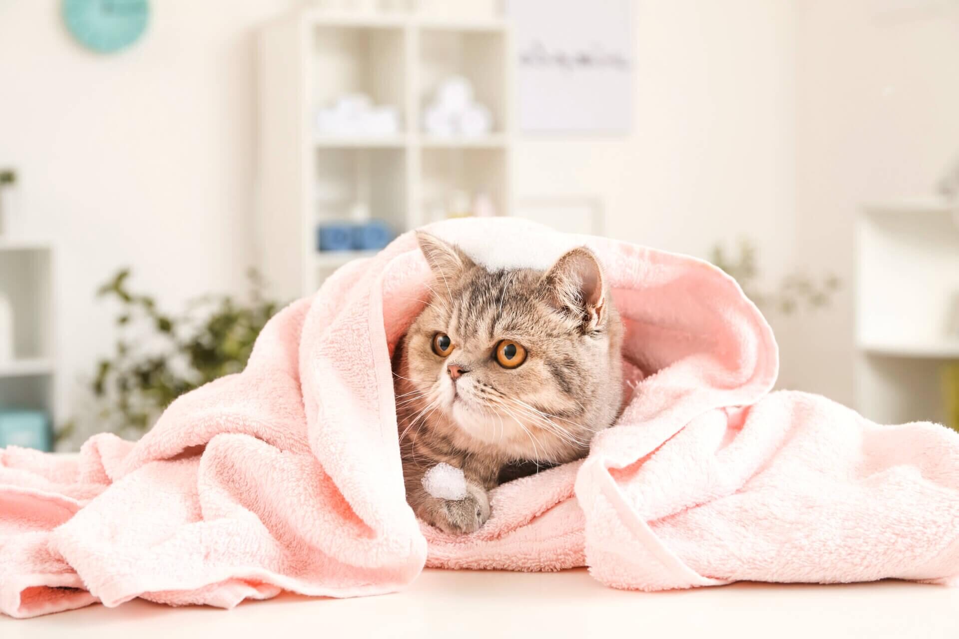 Мытье кошки с применением шампуня