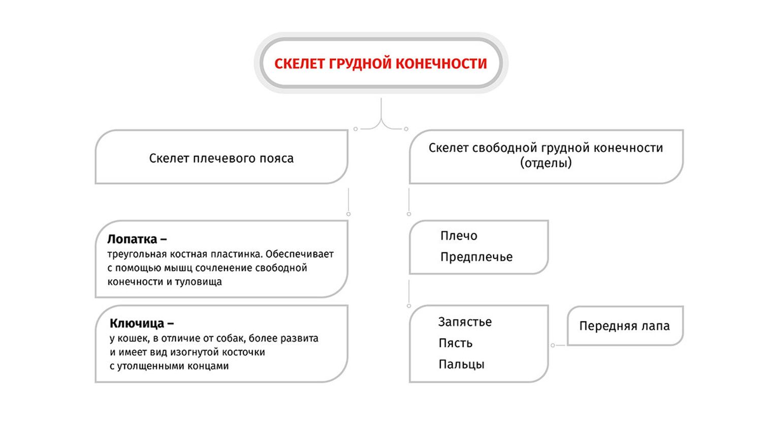 скелет грудной конечности