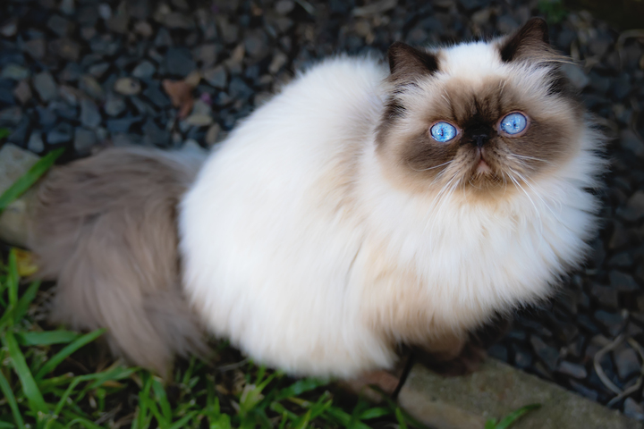 Гималайская кошка