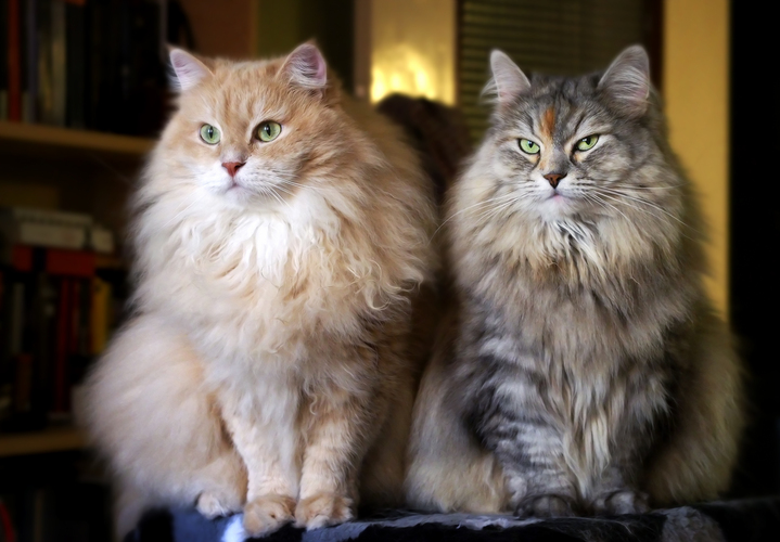 Сибирская кошка