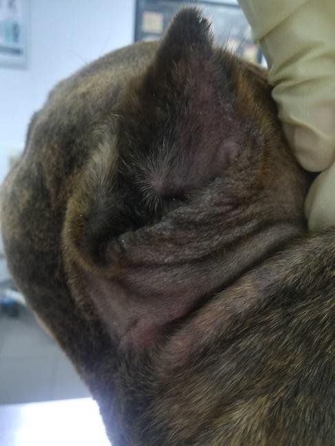 Фото 2. Алопеция за ушными раковинами — характерный симптом, связанный с наличием  зуда в области ушей.