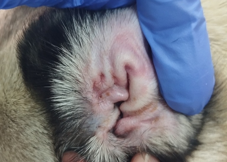 Фото 5. Стеноз ушного канала у собаки породы мопс. 