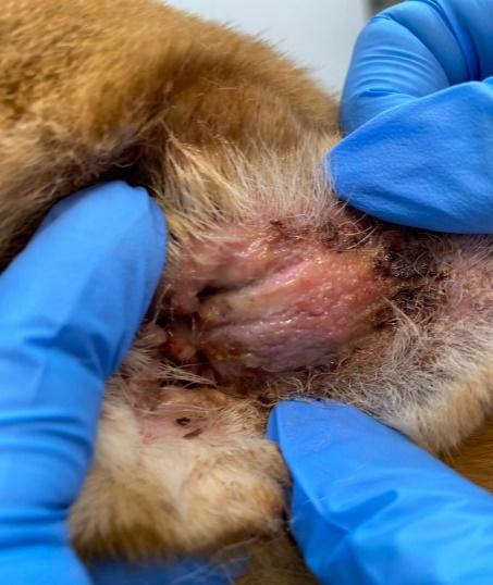 Фото 1. Острый наружный отит у собаки породы сиба-ину, затрагивающий ушную раковину.