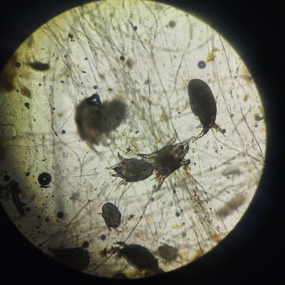 Фото 8. Клещи Otodectes cynotis, обнаруженные в материале, взятом из наружного уха. 