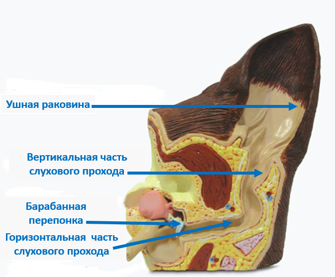 Барабанная перепонка отделяет наружное ухо от среднего