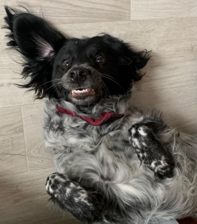 Фото 4. Вислоухость — предрасполагающий фактор для развития наружного отита.