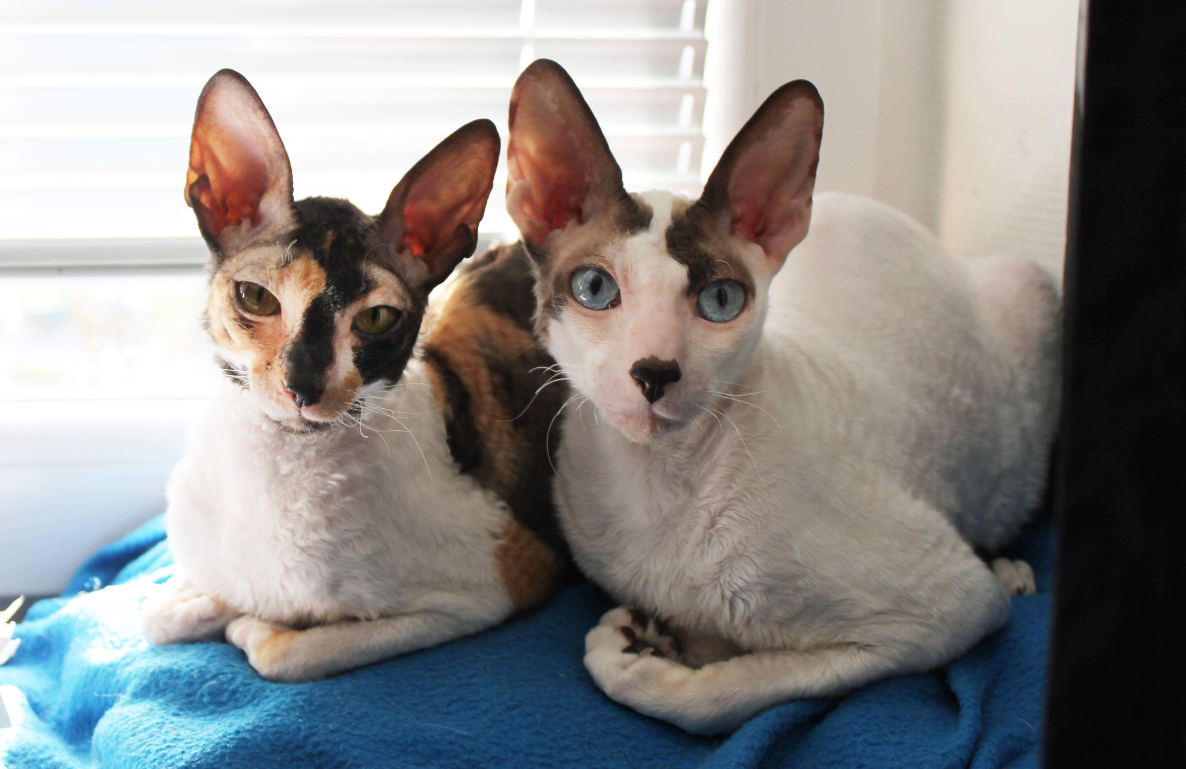 Две кошки породы Корниш-рекс