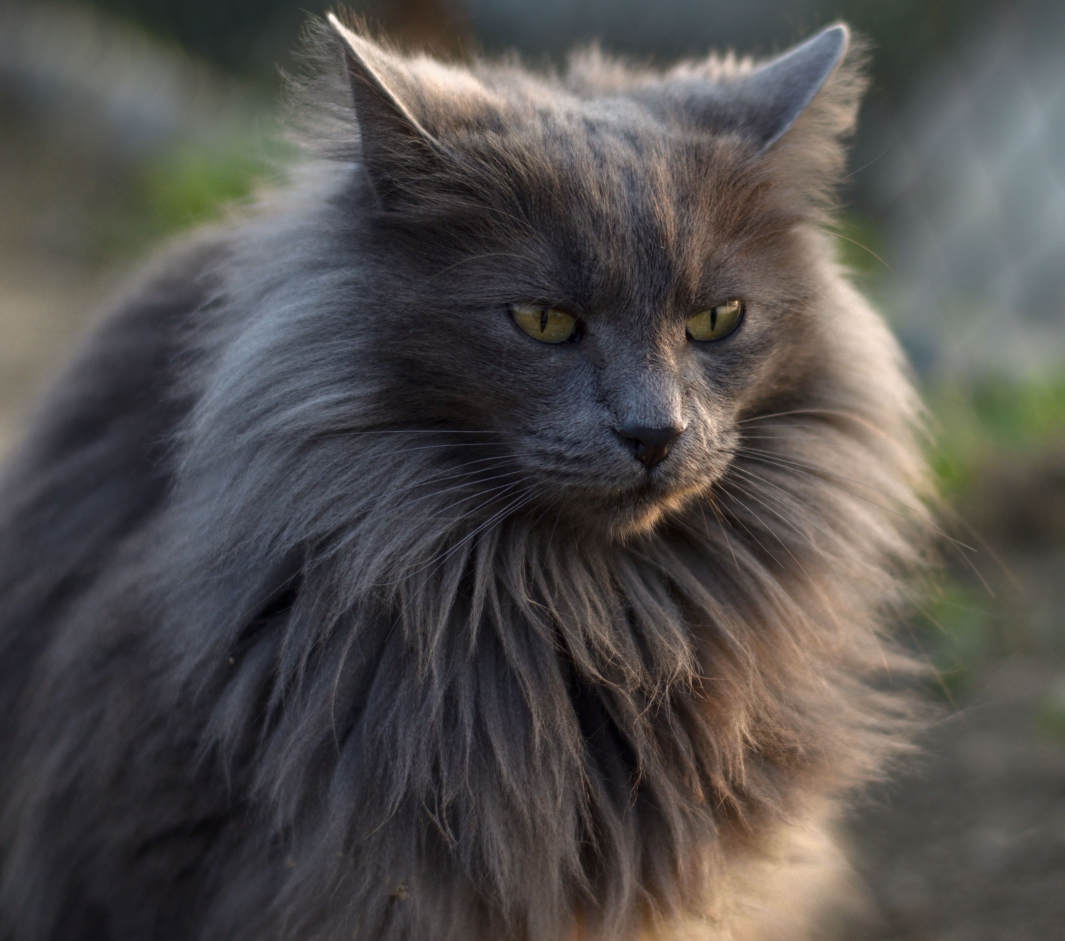 Кот породы Нибелунг