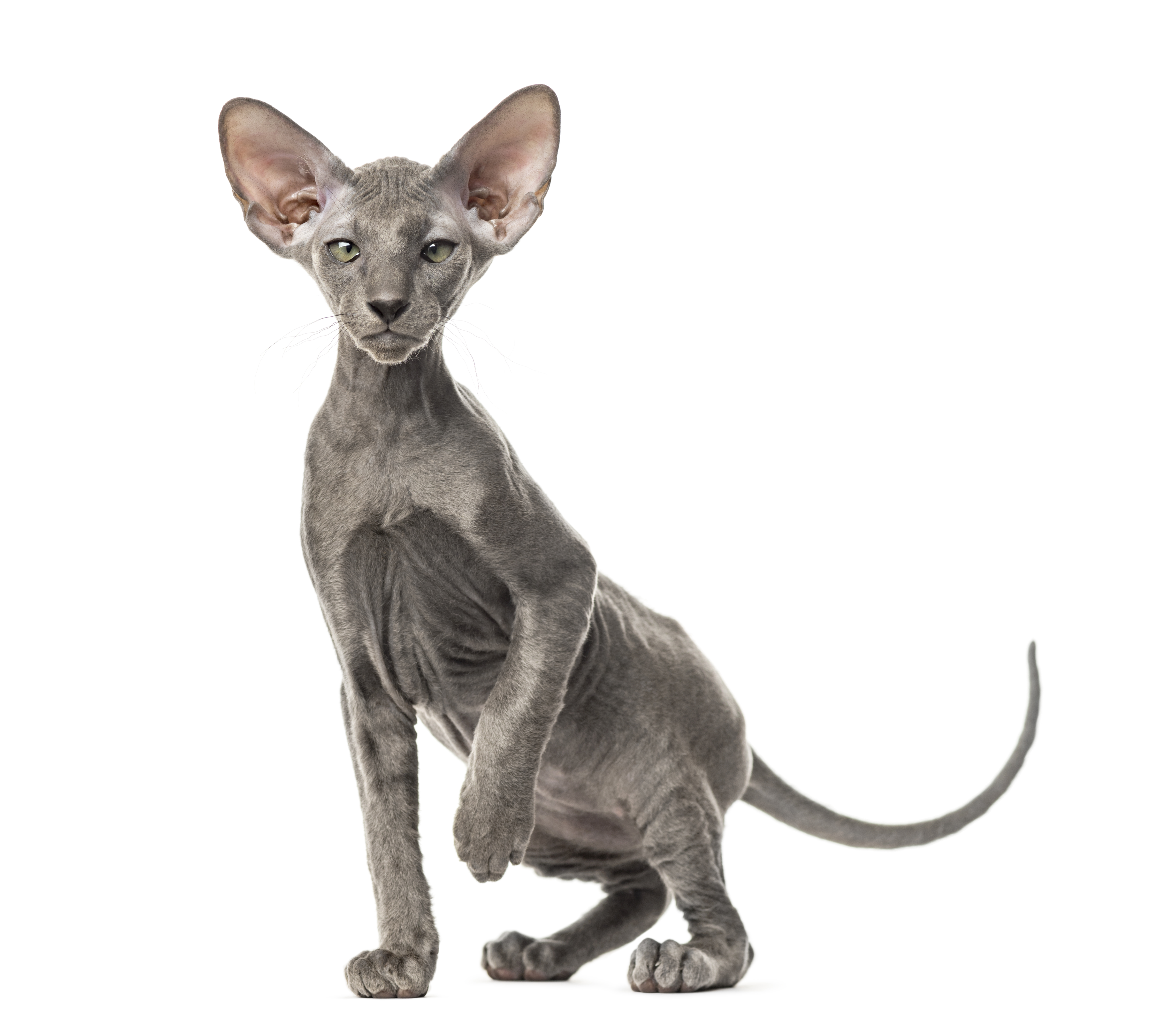 Кот породы Петерболд