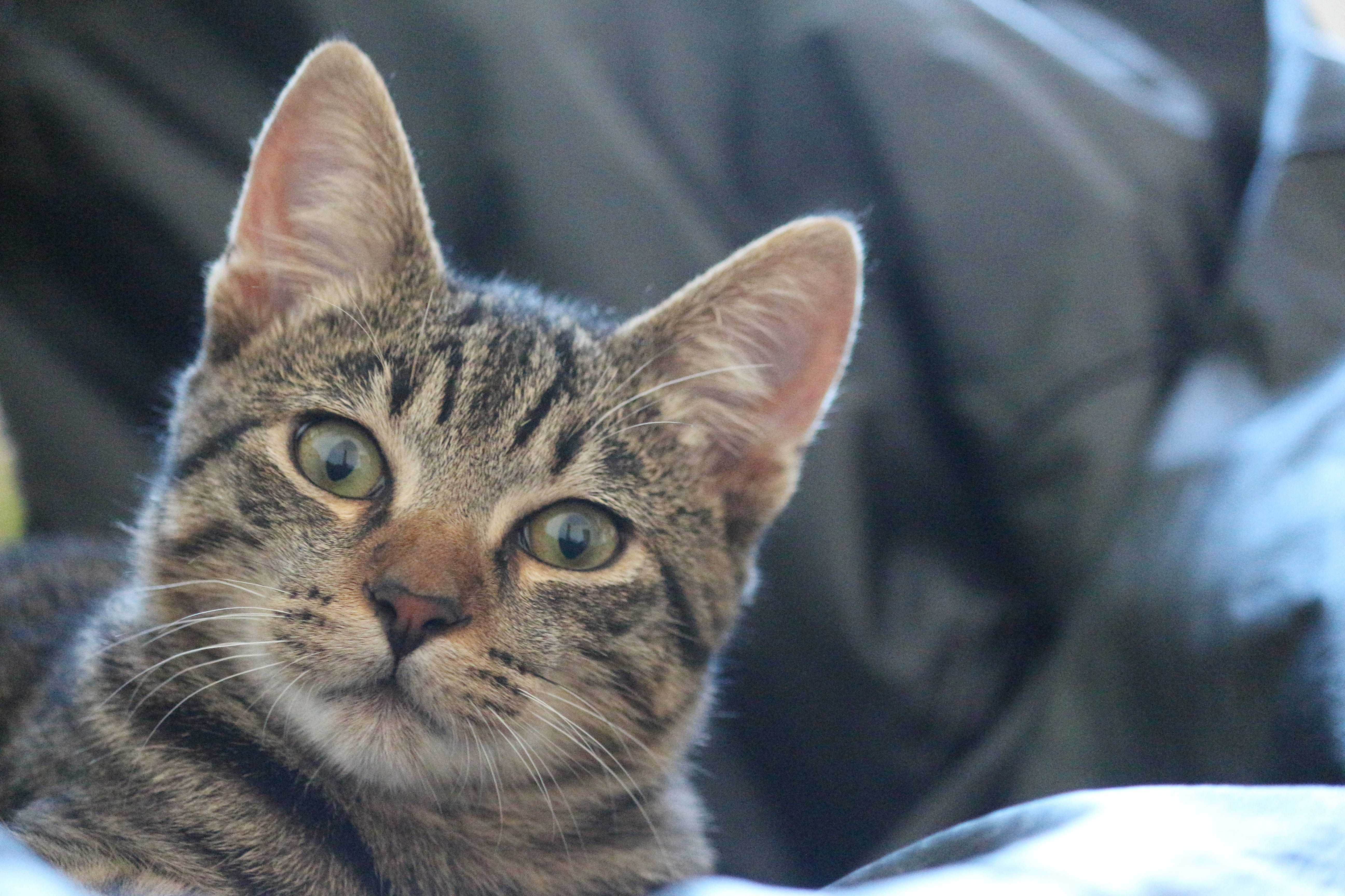 Кот породы Пикси-боб