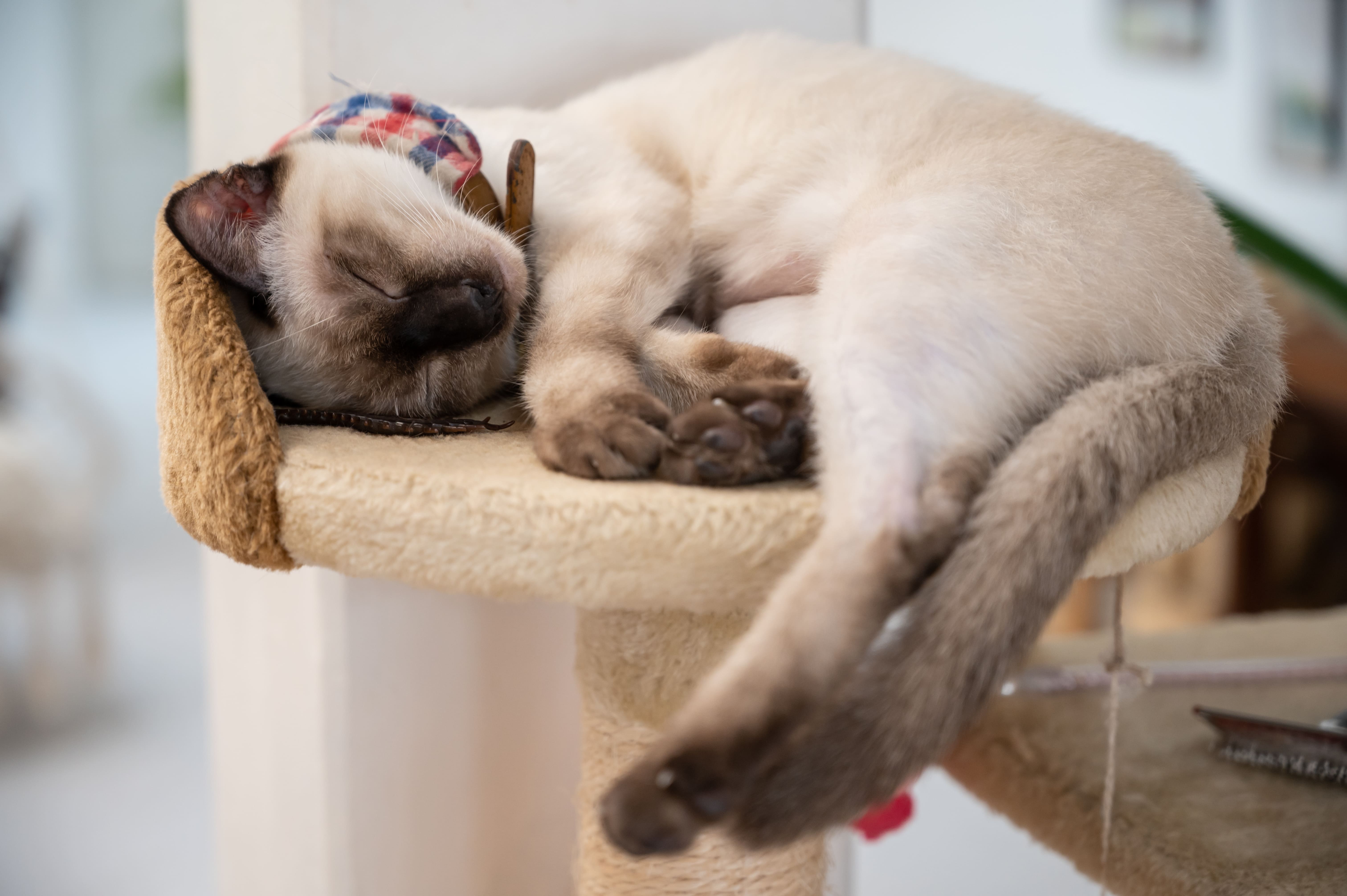 Сиамская кошка спит