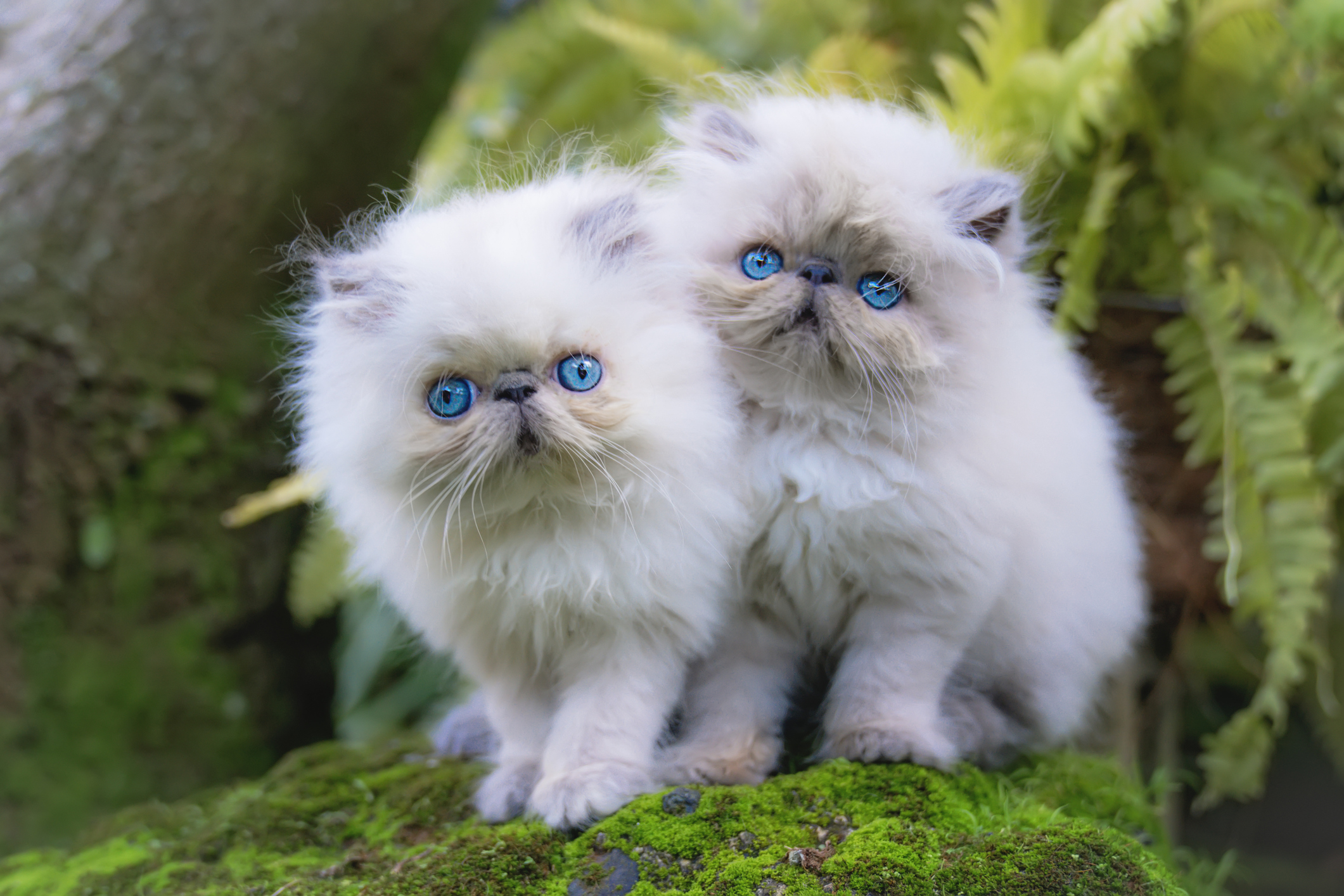 гималайские котята