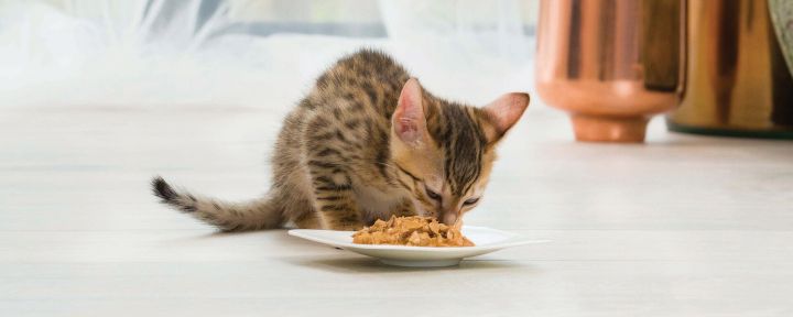 Как выбрать корм для котенка