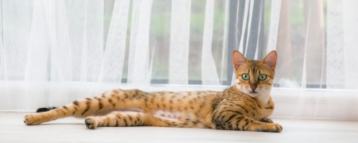 Стерилизация кошек и кастрация котов