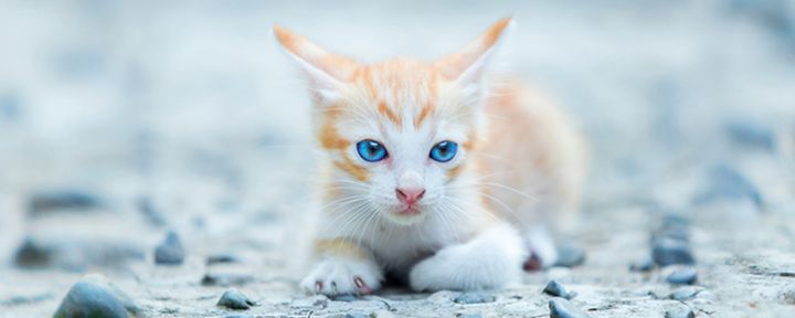 Глаза котенка