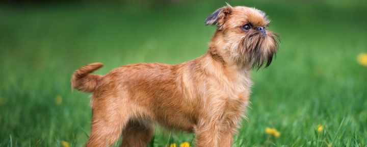 Гриффон — особенности и фото породы собак 🐕, характер щенков