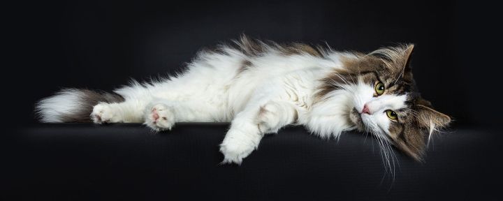 Твердый, вздутый живот у кота или котенка - причины, что делать