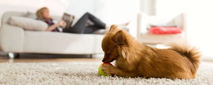 5 симптомов пневмоторакса у собаки: отсутствие аппетита, учащенное дыхание и другие признаки
