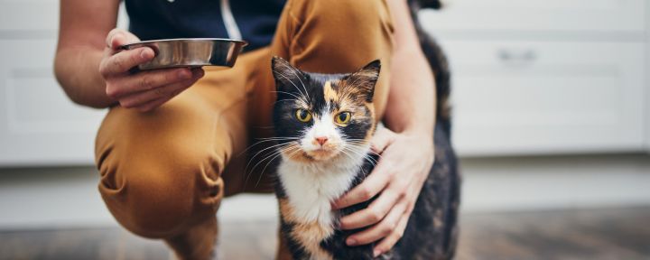 Чем кормить котенка и взрослого мейн-куна - рекомендации по питанию