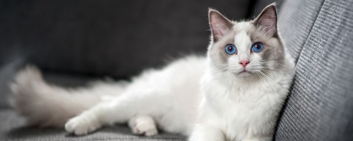 Перхоть у кошек - причины возникновения и как от нее избавиться